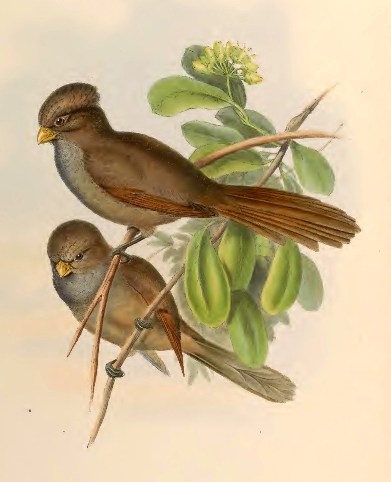 3_076 Long-tailed Paradoxornis