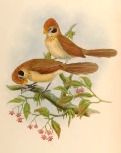 3_073 Austen's Paradoxornis
