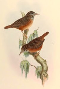 3_063 Short-tailed Turdinus