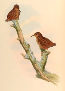 3_060 Long'-billed Wren