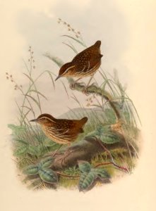 3_062 Robert's Pygrny Babbler