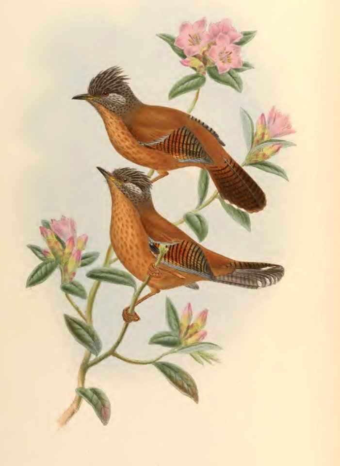 3_058 Walden's Actinodura