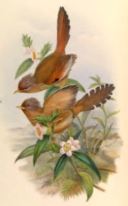 3_056 Eg-erton's Actinodura