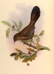 3_055 Pere David's Pterorhinus