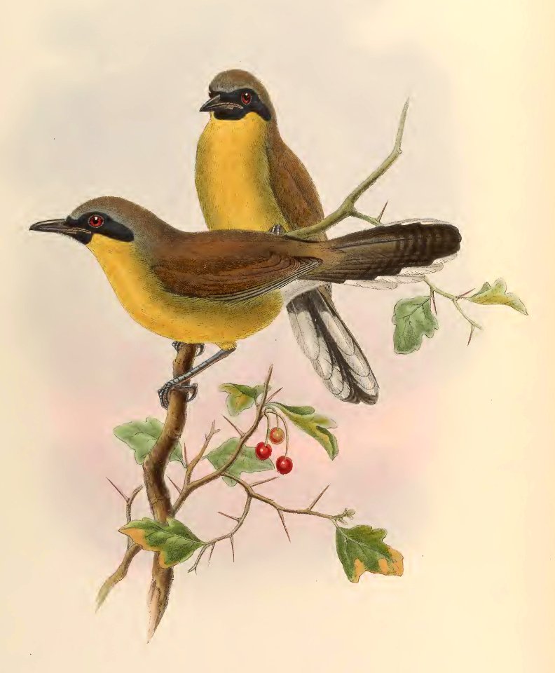 3_052 Black-chinned Garrulax