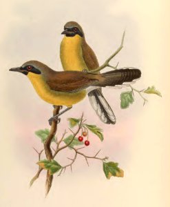 3_052 Black-chinned Garrulax