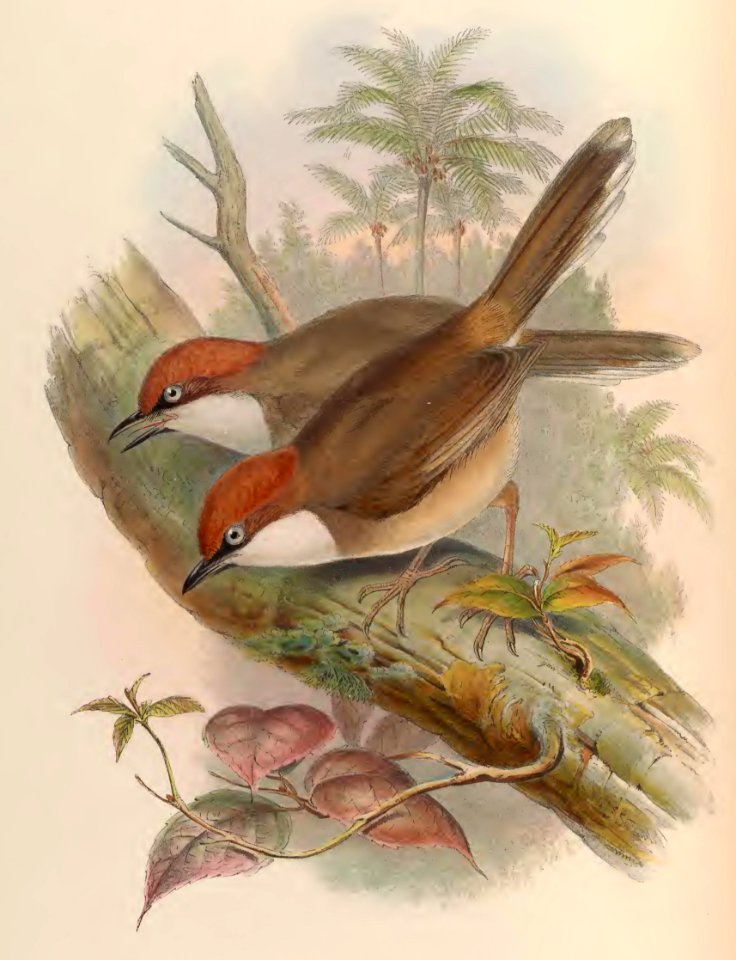 3_050 Red-crowned Garrulax