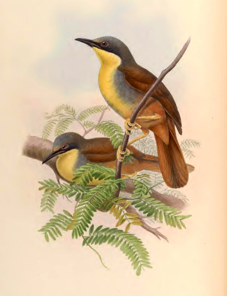 3_049 Yellow-throated Garrulax