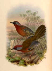3_043 Tickell's Laughing Thrush