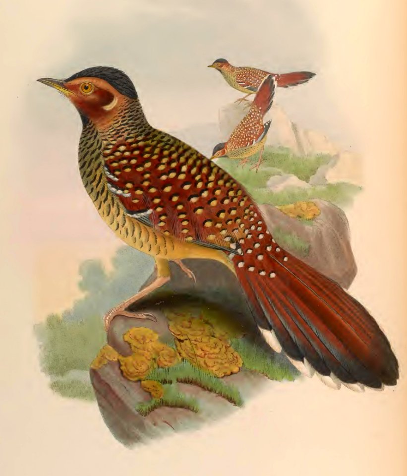 3_044 Ocellated laathocincla
