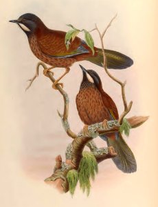 3_041 BIyth's Laughing- Thrush