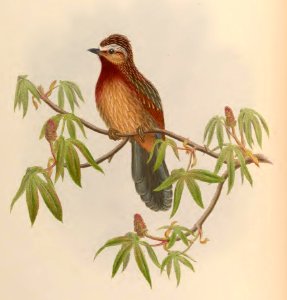 3_040 White-eyebrowed Trochalopteron
