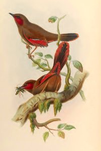 3_035 Crimson-winged Trochalopteron