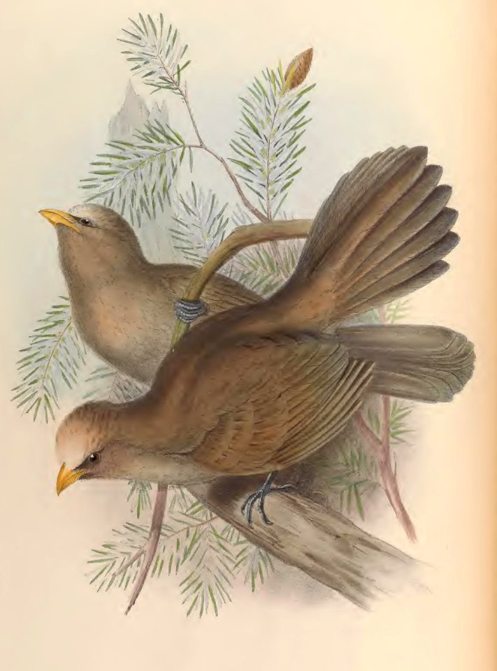 3_031 Himalayan Conostoma
