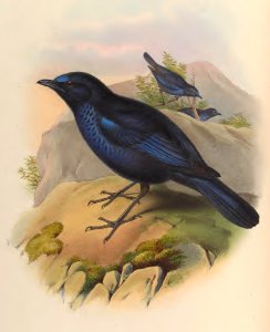 3_028 Formosan Whistlings-Thrush