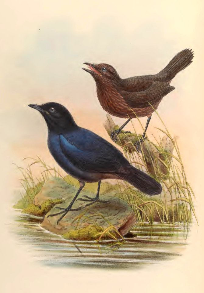 3_027 Blig-h's Whistling- Thrush