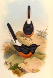 3_026 Chestnut-bellied Dial Bird