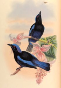 3_023 Black-mantled Fairy Bluebird