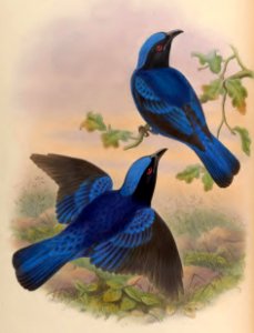 3_022 Blue-mantled Fairy Bluebird