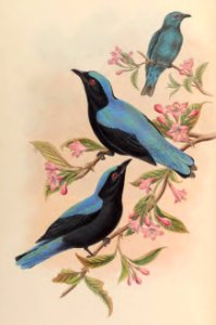3_020 Bornean Fairy Bluebird
