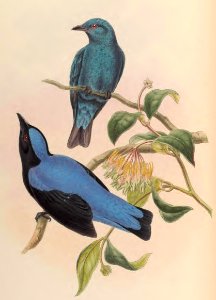 3_019 Malayan Fairy Bluebird