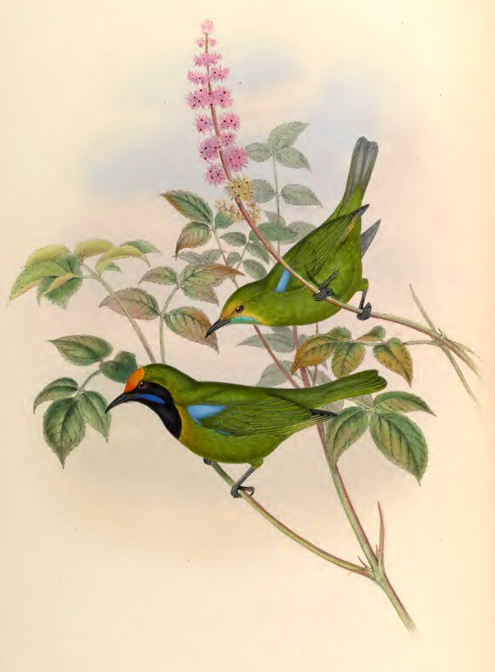 3_016 Malabar Phyllornis