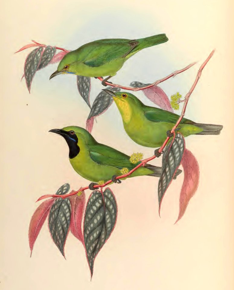 3_013 Javanese Phyllornis