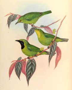 3_013 Javanese Phyllornis