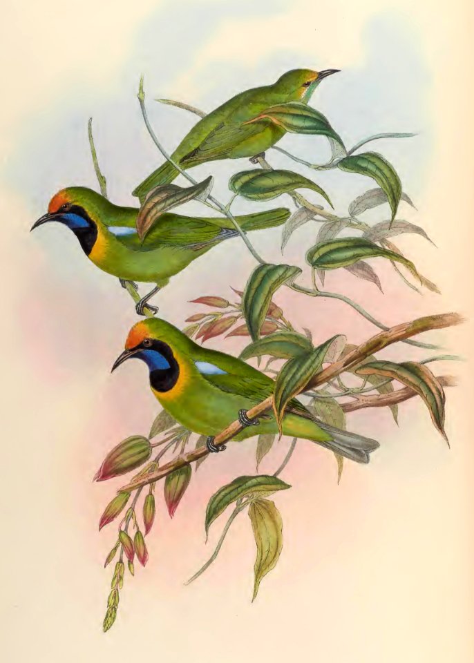 3_015 Hodgson's Phyllornis