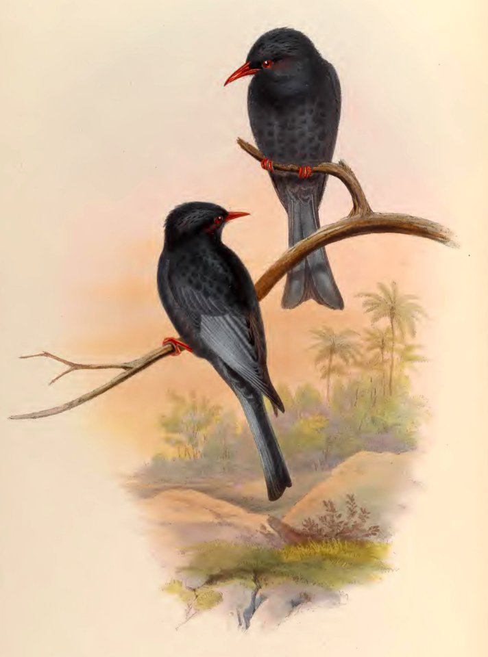 3_012 Formosan Hypsipetes