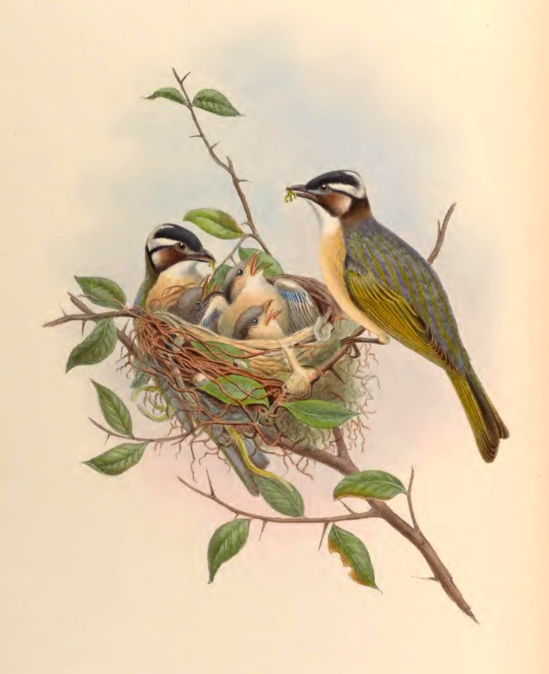 3_011 Chinese Bulbul