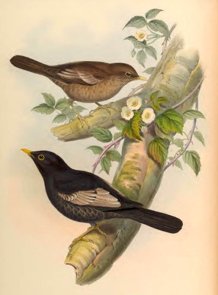3_007 Grey-winged Merula