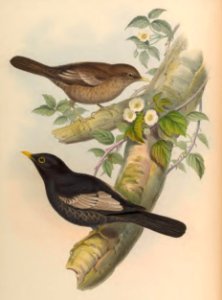 3_007 Grey-winged Merula