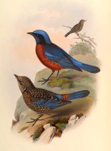 3_008 Chestnut-bellied Rock-Thrush