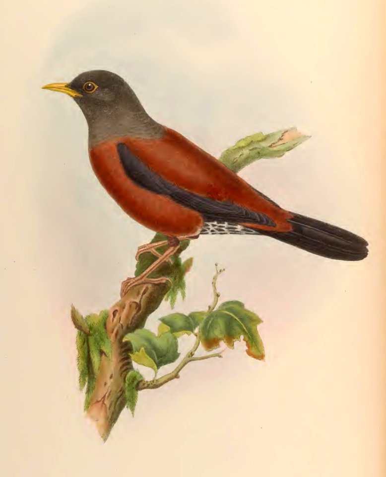 3_003 Gould's Thrush