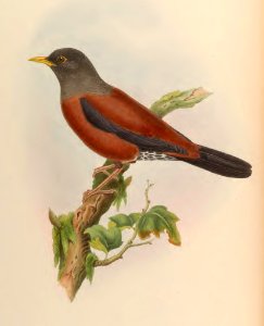 3_003 Gould's Thrush