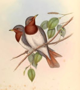 3_002 Red-throated Thrush