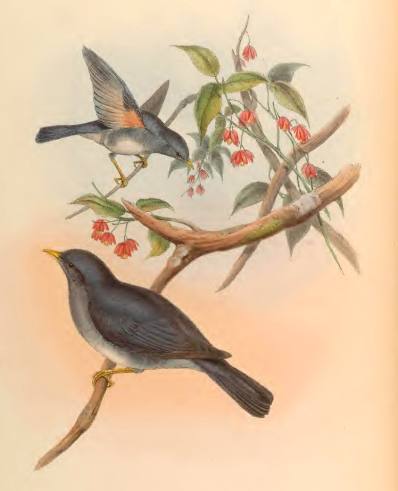 3_004 Affgan Thrush