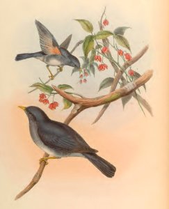 3_004 Affgan Thrush