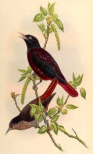 2 74 Maroon Oriole