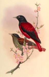 2 75 Red Oriole