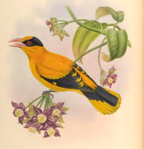 2 73 Broderip's Oriole