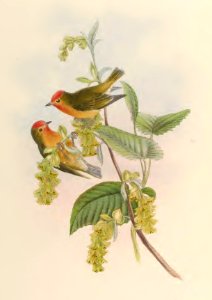 2 71 Flame-fronted Flower-pecker