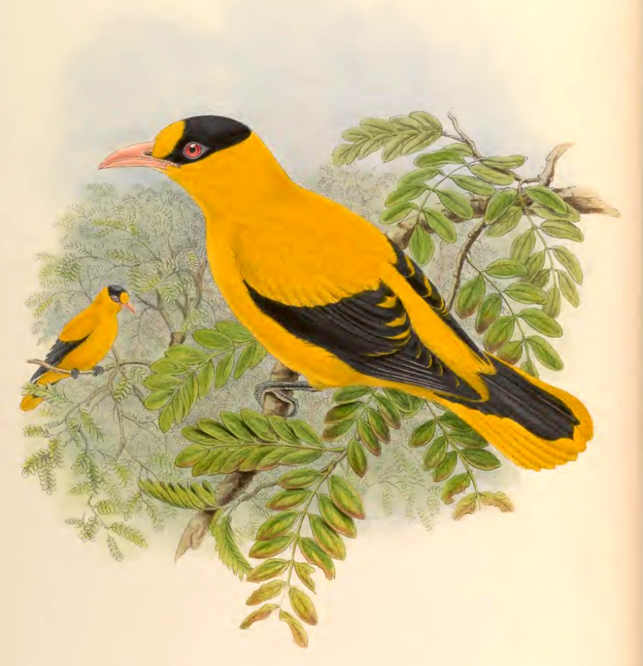 2 72 Philippine Oriole