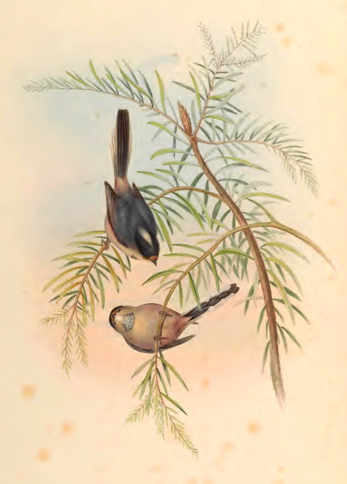 2 69 Silvery-throated Tit