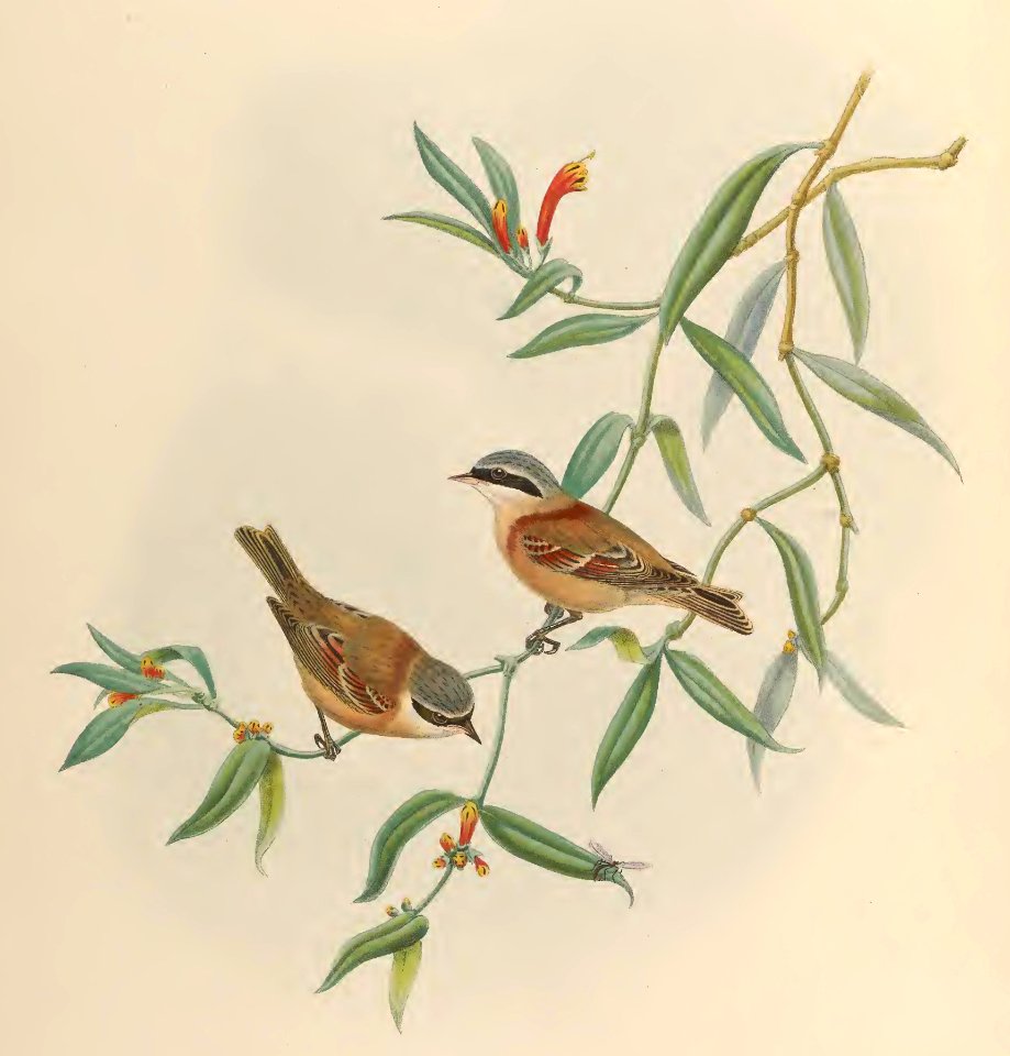 2 70 Chinese Penduline Tit