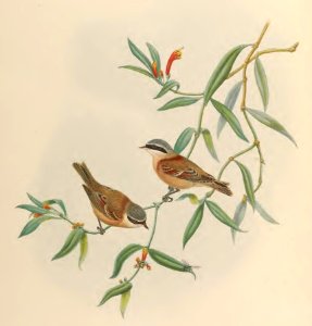 2 70 Chinese Penduline Tit