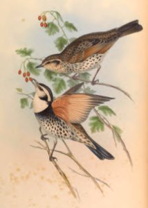 3_001 Clouded Thrush