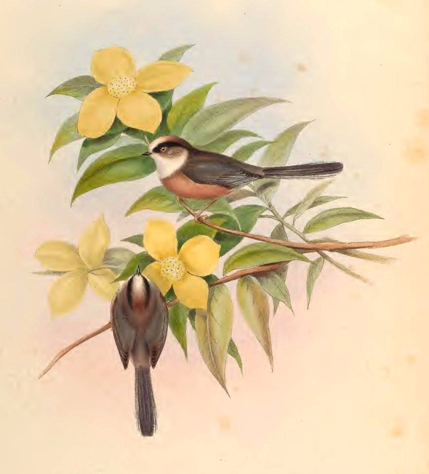 2 67 White-throated Tit