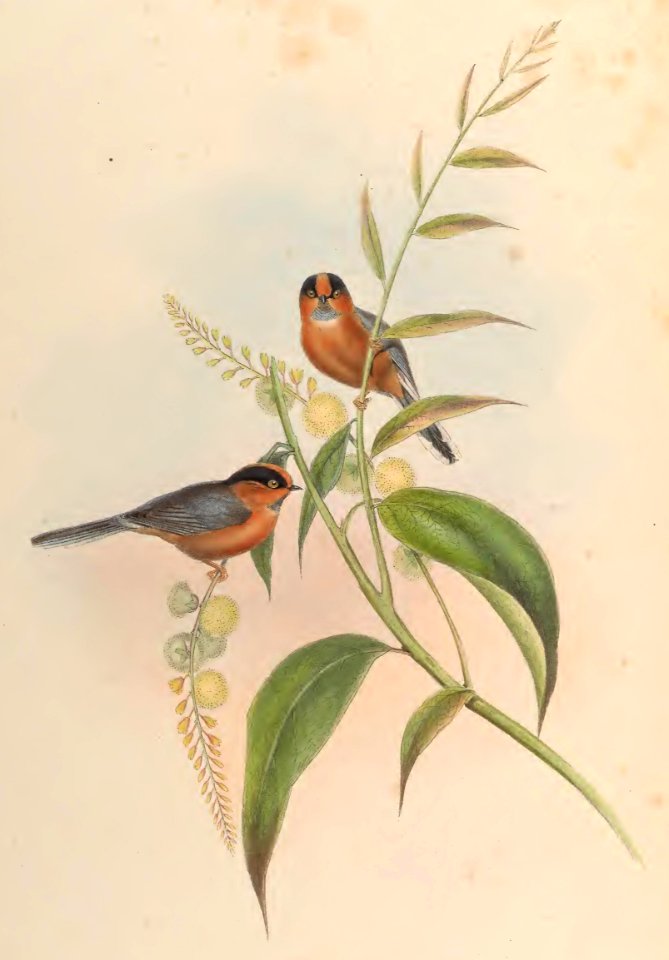 2 68 Chestnut-breasted Tit